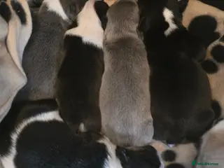 French Bulldog dogs French bulldog puppies - Advert 1