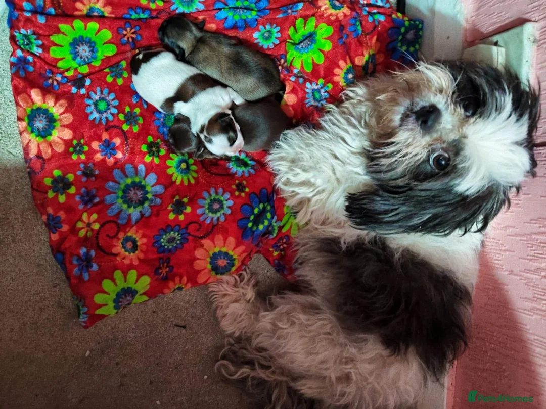 Shih Tzu dogs for sale: Super cute Imperial Shih tzu puppies  - Advert 2