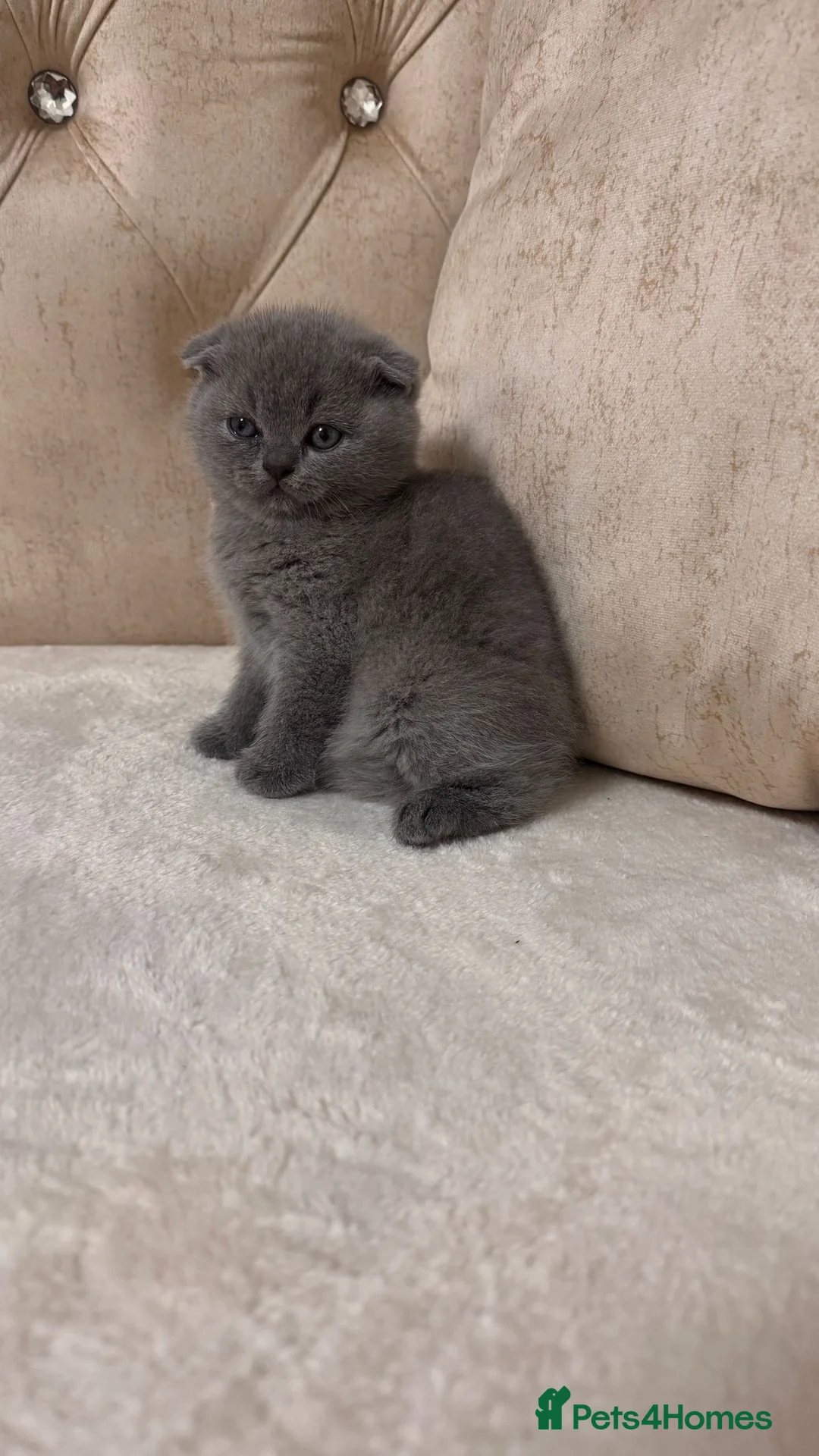 Scottish Fold cats for sale: Beautiful chunky Scottish folds  - Advert 3