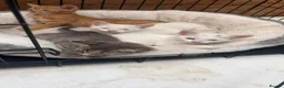 Mixed Breed cats for sale: Sweet kitten - Advert 13