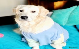Golden Retriever dogs for stud: KC English Cream Golden Retriever Stud - Image 4