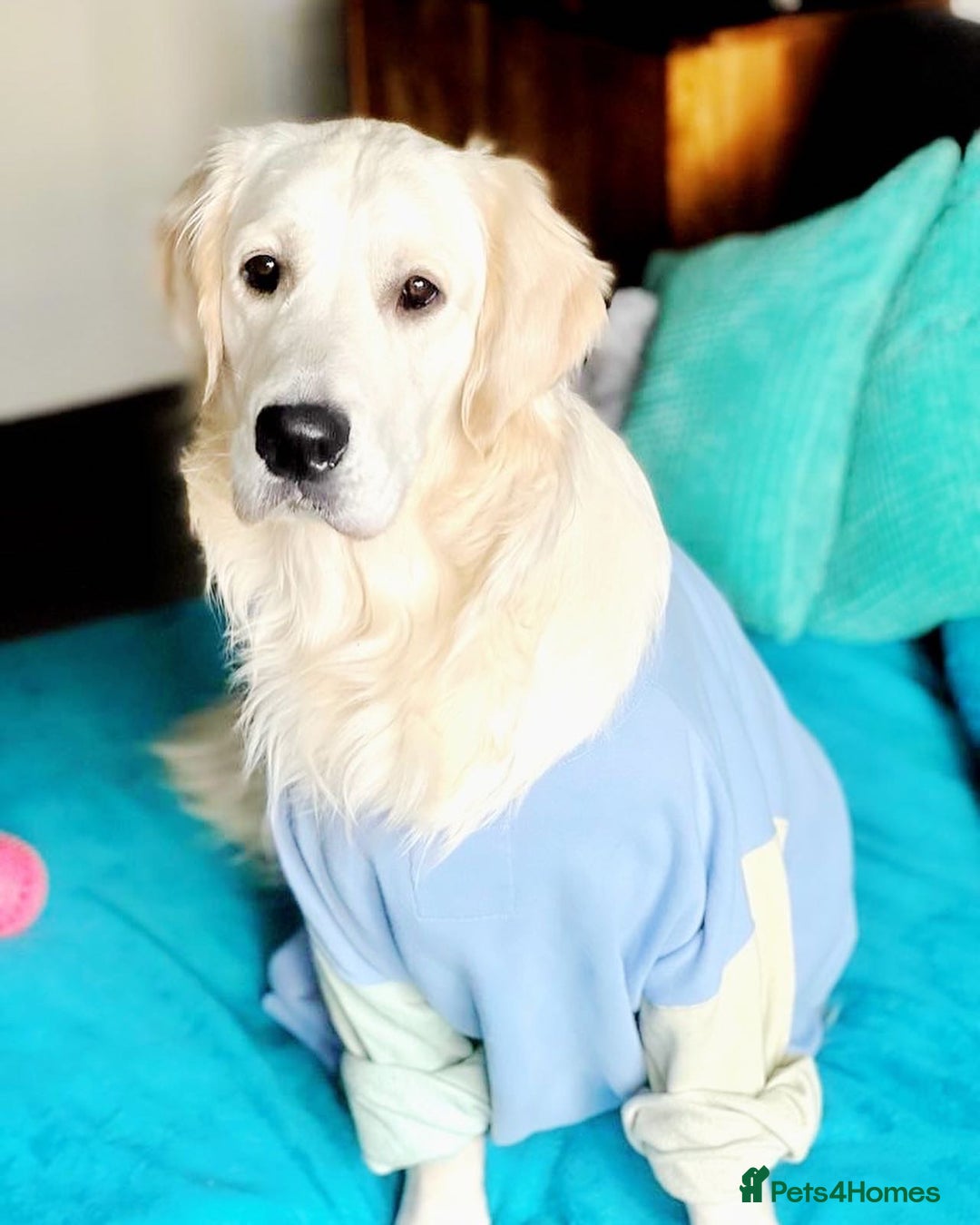 Golden Retriever dogs for stud: KC English Cream Golden Retriever Stud - Image 4