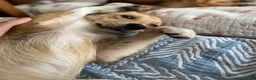 Mixed Breed dogs for sale: Adopt friendly Rocky in foster home in Hampshire - Advert 10