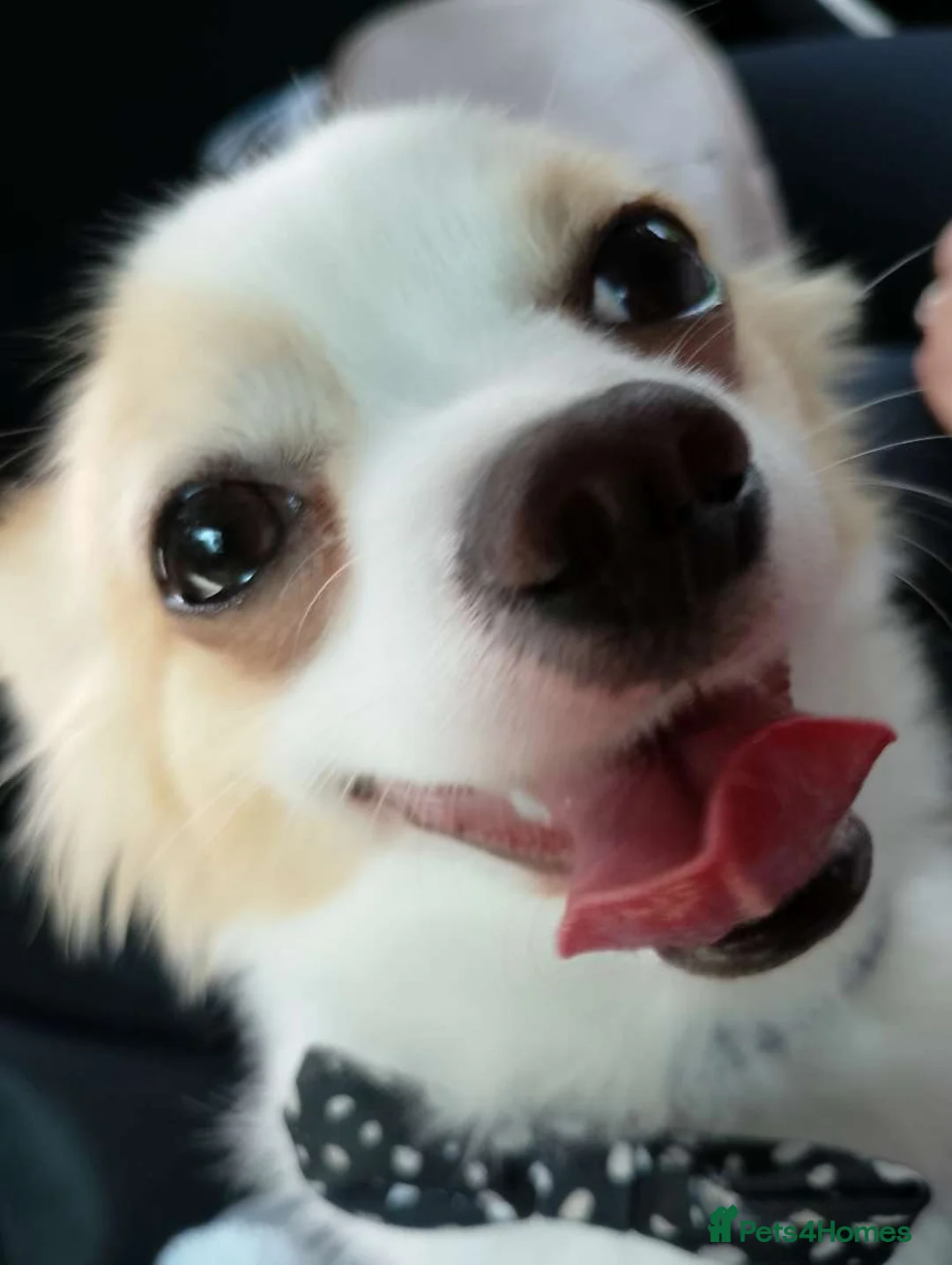 Chihuahua dogs for sale: 3 Year Old Male Chihuahua in Hunstanton - Advert 2