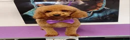 Cavapoo dogs for sale: Beautiful cavapoo puppies  - Advert 2