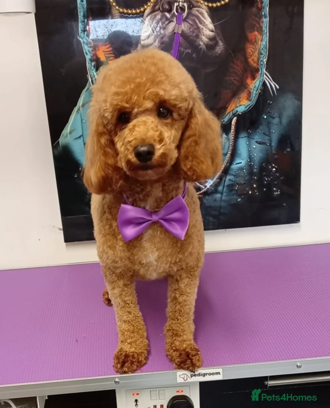 Cavapoo dogs for sale: Beautiful cavapoo puppies  - Advert 2