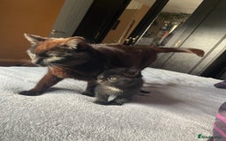 Mixed Breed cats for sale: BLACK KITTENS - Image 14