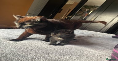 Mixed Breed cats - Advert 13