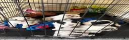 Border Collie dogs for sale:  Long coated pure bred collie puppies blue merles  - Advert 9