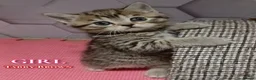 British Shorthair cats for sale: British Shorthair - Advert 4
