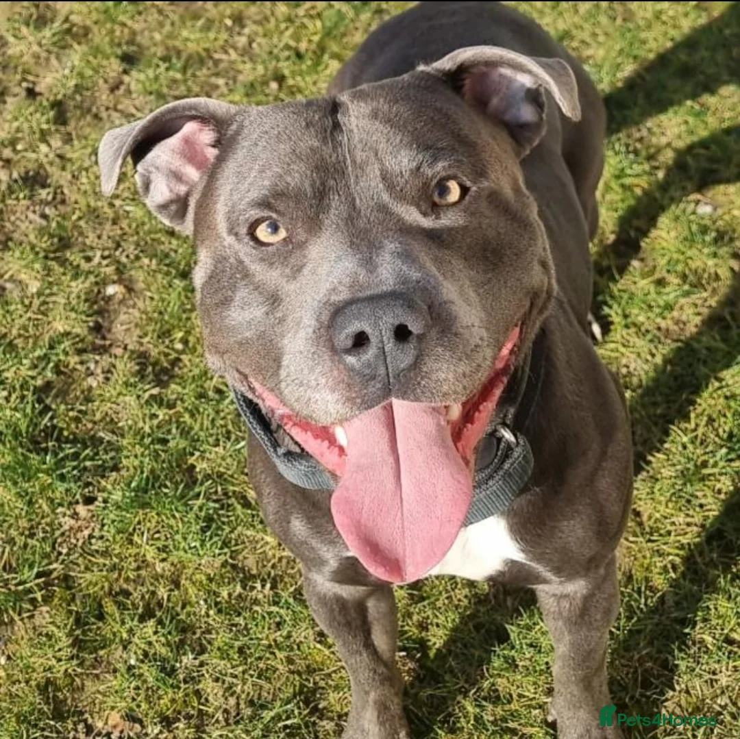 Staffordshire Bull Terrier dogs for stud: 💙 50+ LITTERS PROVEN. BLUE STUD 💙 in Erith - Advert 8