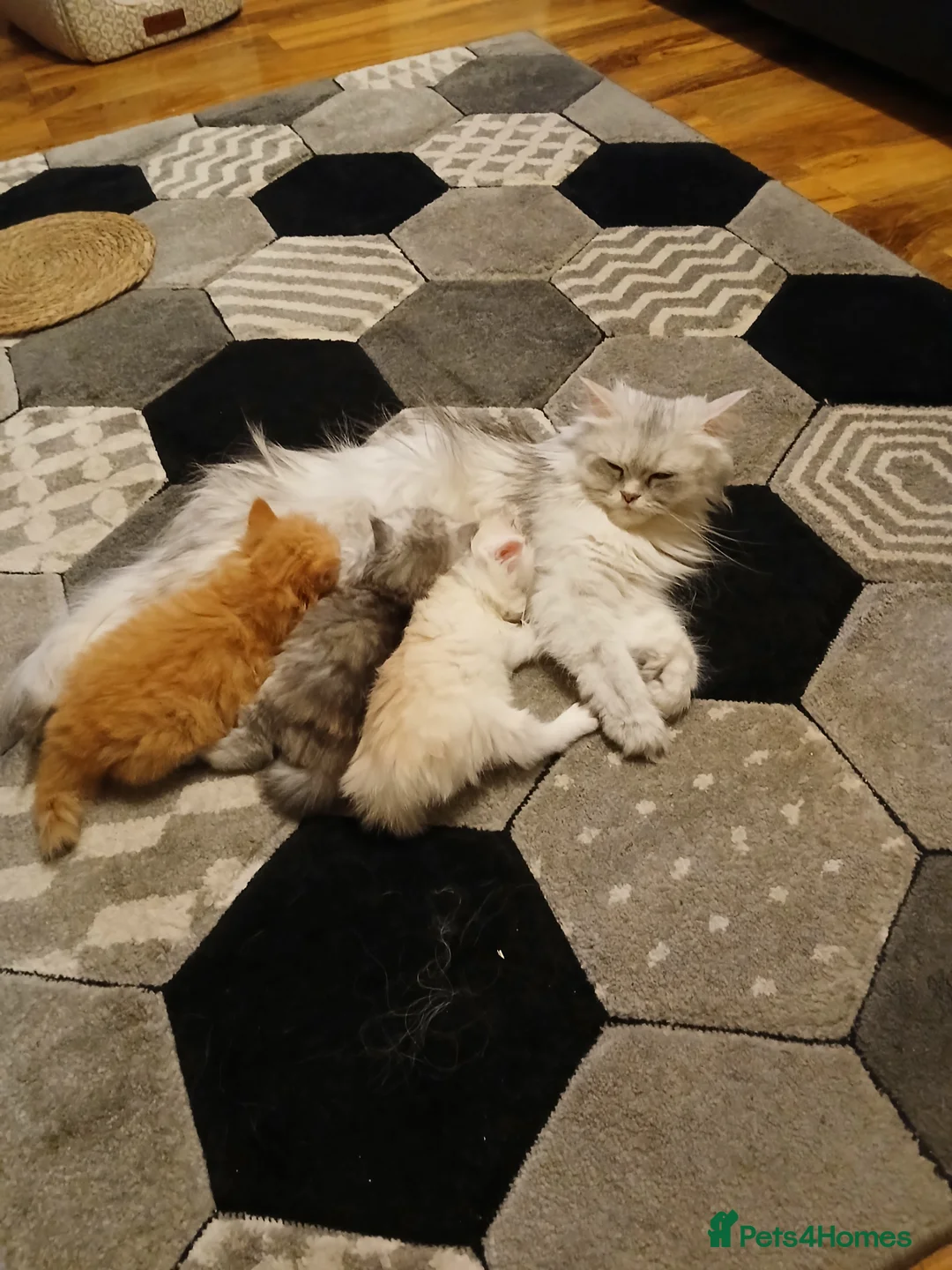 Perdoll cats for sale: 2 male fluffy perdolls kittens in Tredegar - Advert 5