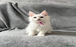 Maine Coon cats for sale: Maine Coon Kittens TICA Registered Cattery  - Image 24