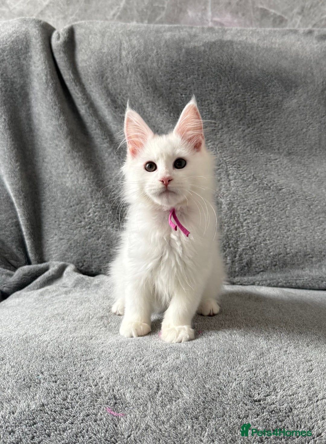 Maine Coon cats for sale: Maine Coon Kittens TICA Registered Cattery  - Image 24