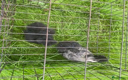 Chickens poultry for sale: Pair of breeding silkies - Image 2