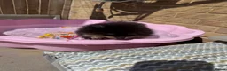 Pomeranian dogs for sale: KC registered & pedigree Pomeranian puppy in Havant - Advert 4