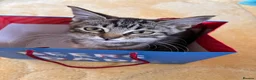 Mixed Breed cats for sale:  Kittens - Advert 31