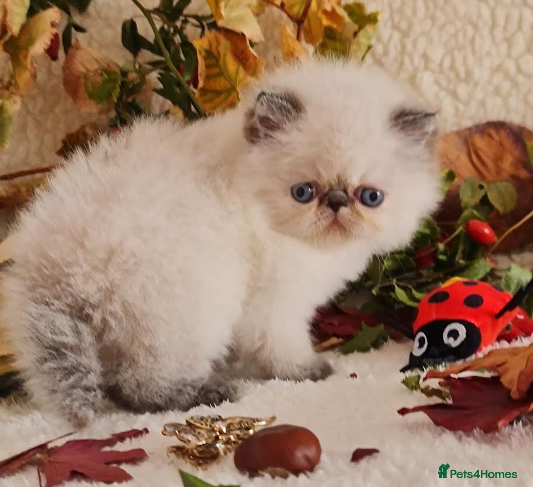Persian cats for sale: Persian Kittens - Image 14