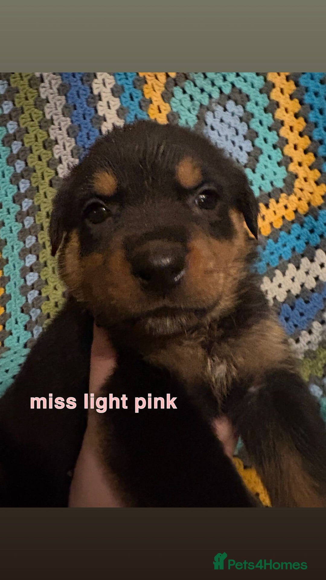 Rottweiler dogs for sale: * *photos updated Rottweiler puppies KC reg - Advert 20