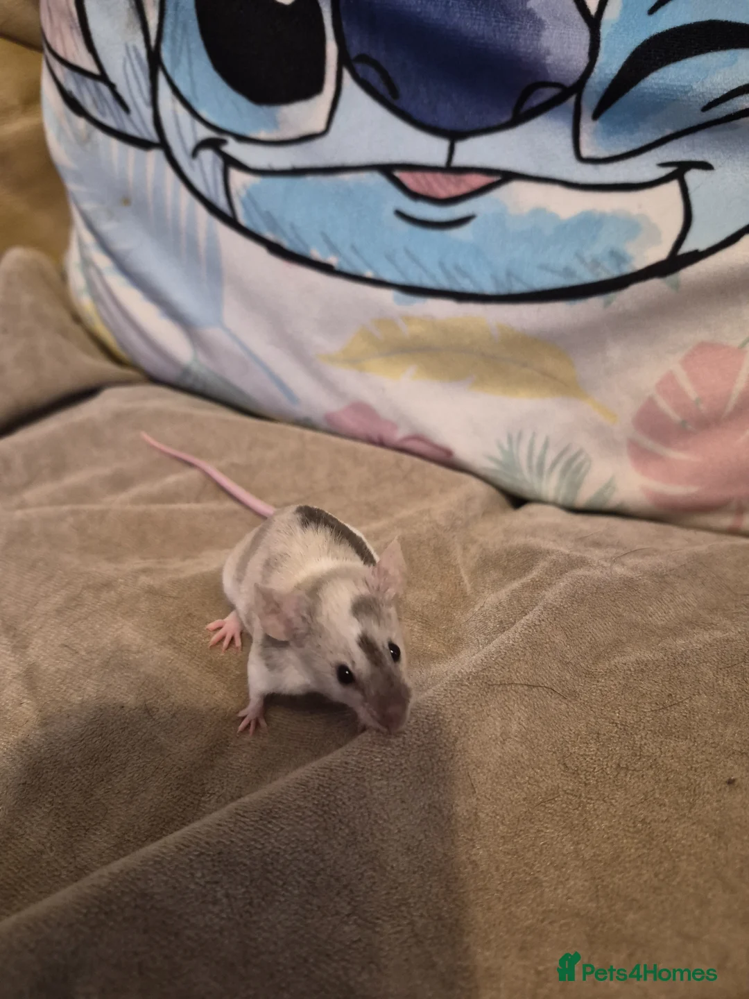 Mouse rodents for sale: 4 Cute Female Fancy Mice - Advert 8