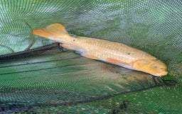 Koi Carp fish for sale: 5 large pond fish - Image 1