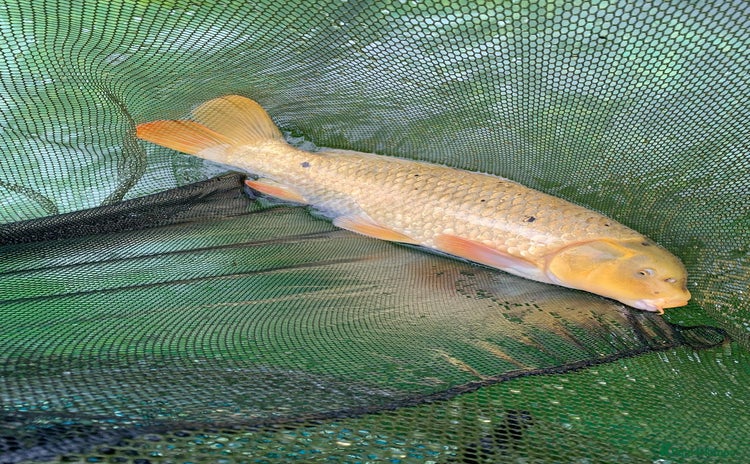 Koi Carp fish - Advert 4