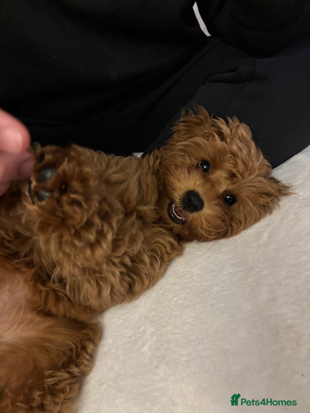 Cavapoo dogs for sale: Cavapoo girl looking for her forever home  - Advert 2