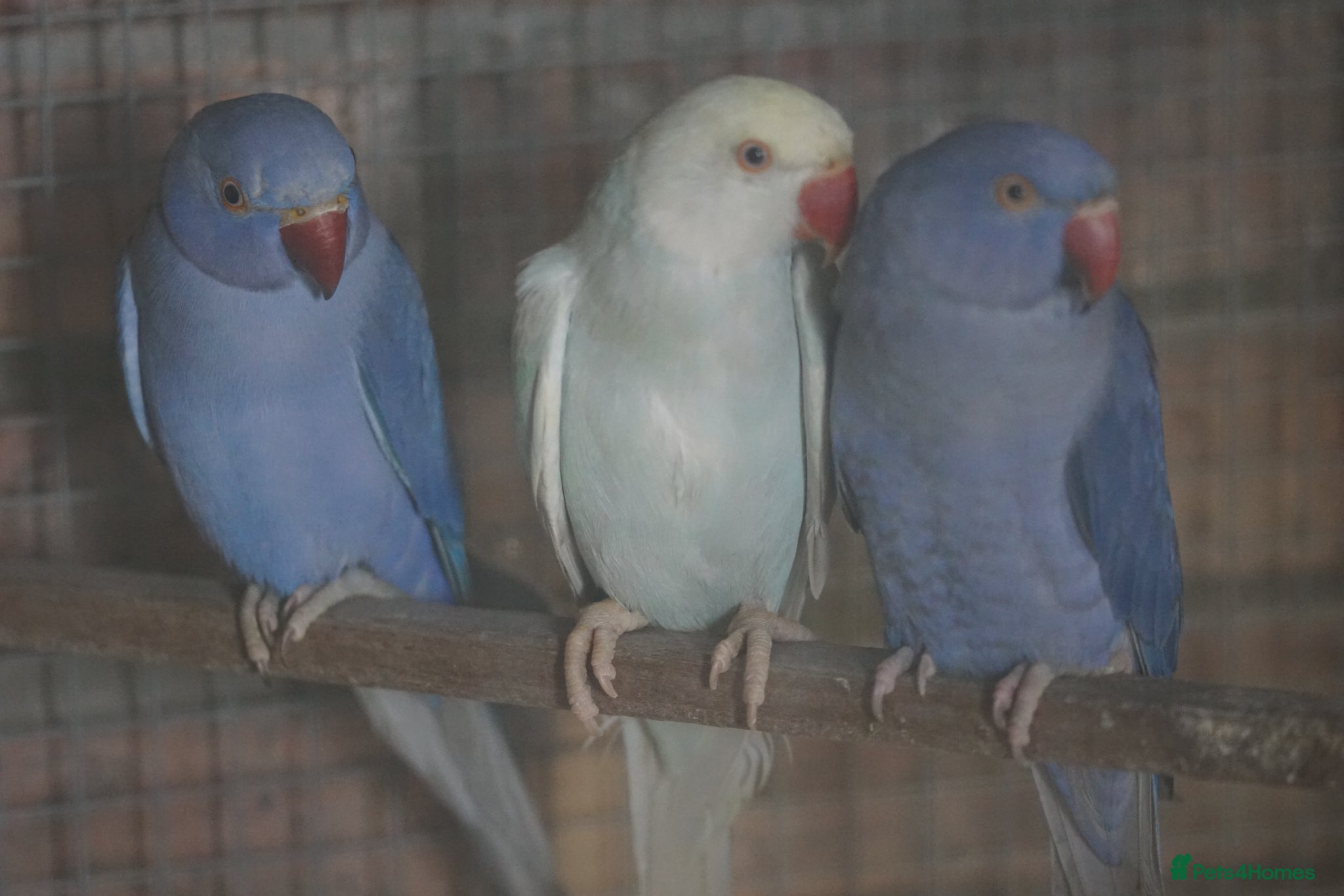 Ringnecks birds Beautiful young ring necks   - Advert 5