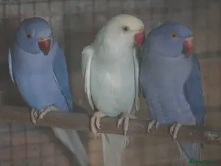 Ringnecks birds Beautiful young ring necks - Advert 5