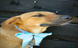 Mixed Breed dogs for adoption: 💖🐶 NIXIE 🐶💖 - Image 17