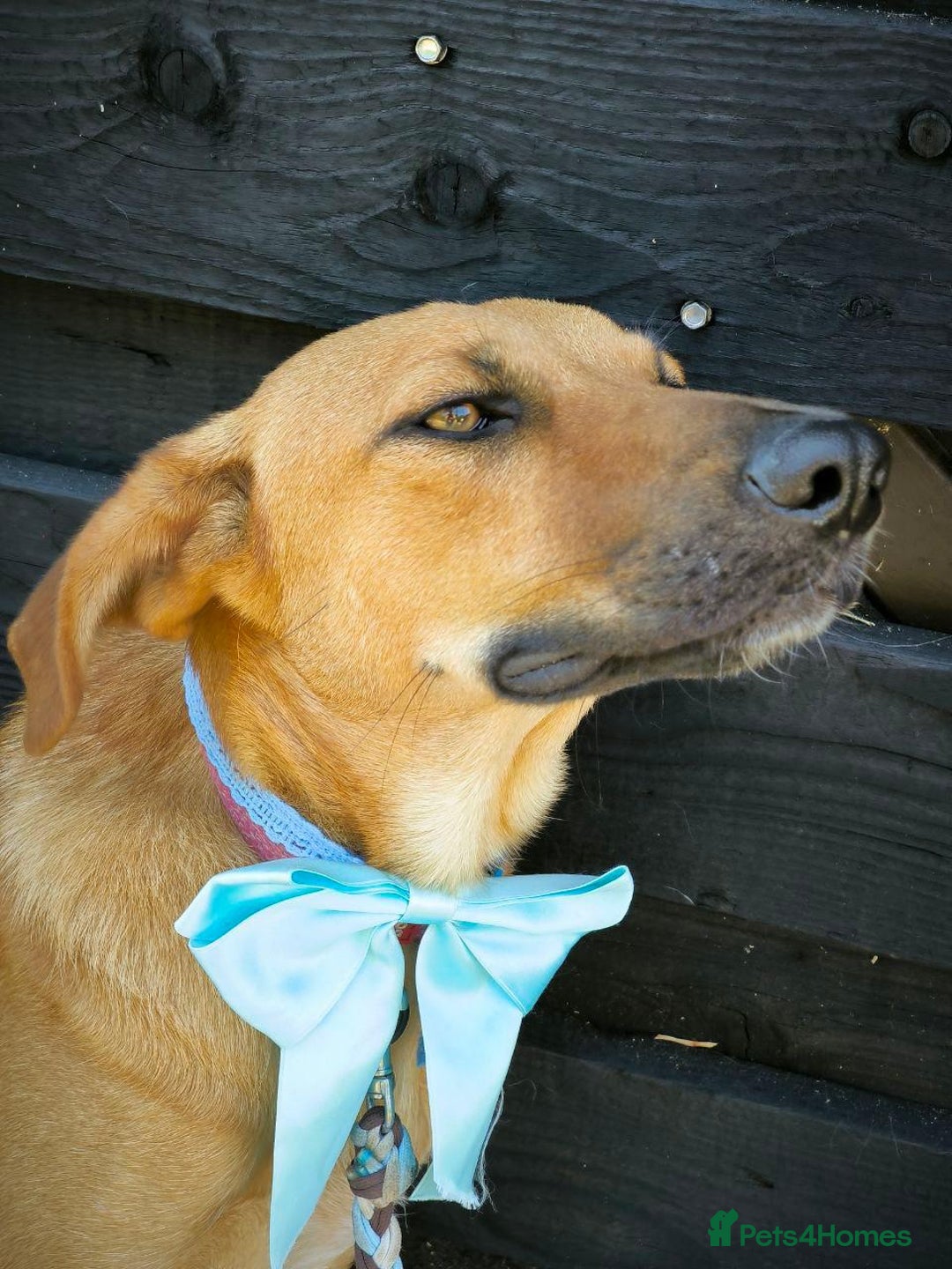 Mixed Breed dogs for adoption: 💖🐶 NIXIE 🐶💖 - Image 17