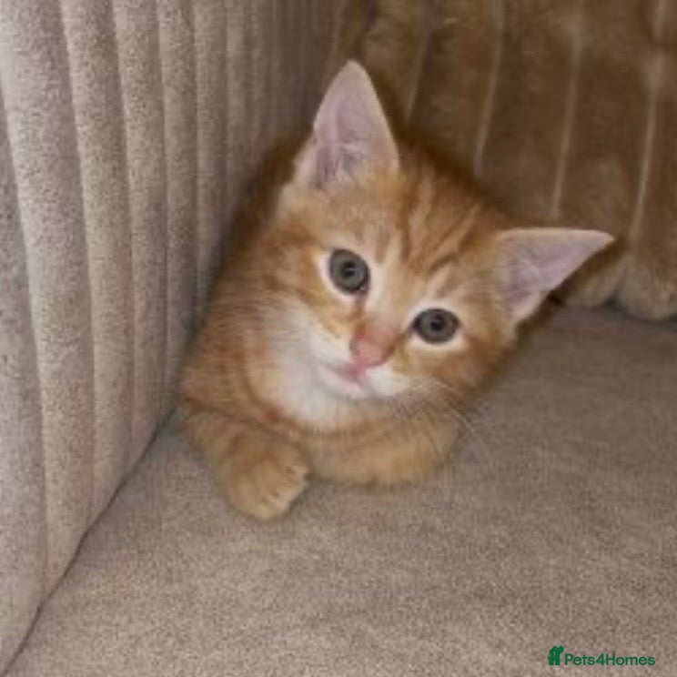 Mixed Breed cats Five playful beautiful kittens  - Advert 5