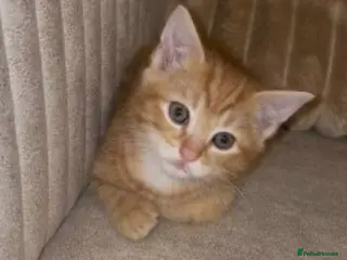 Mixed Breed cats Five playful beautiful kittens - Advert 3