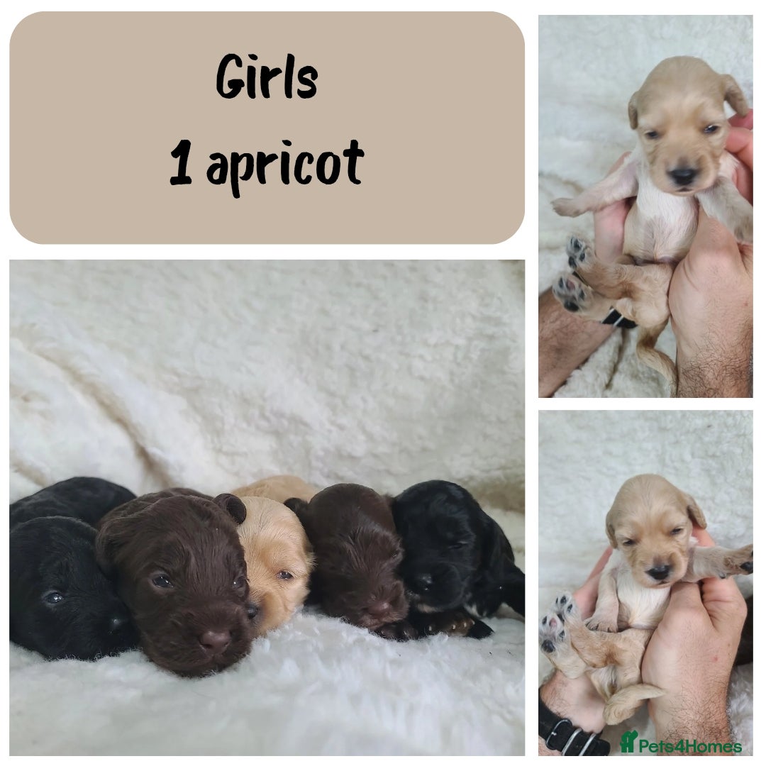 Cockapoo dogs for sale: F1 Cockapoos. DNA Health Tested  in Pershore - Image 4