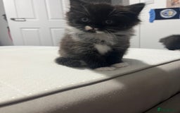 Ragdoll cats for sale: female Ragdoll Cross - Image 3