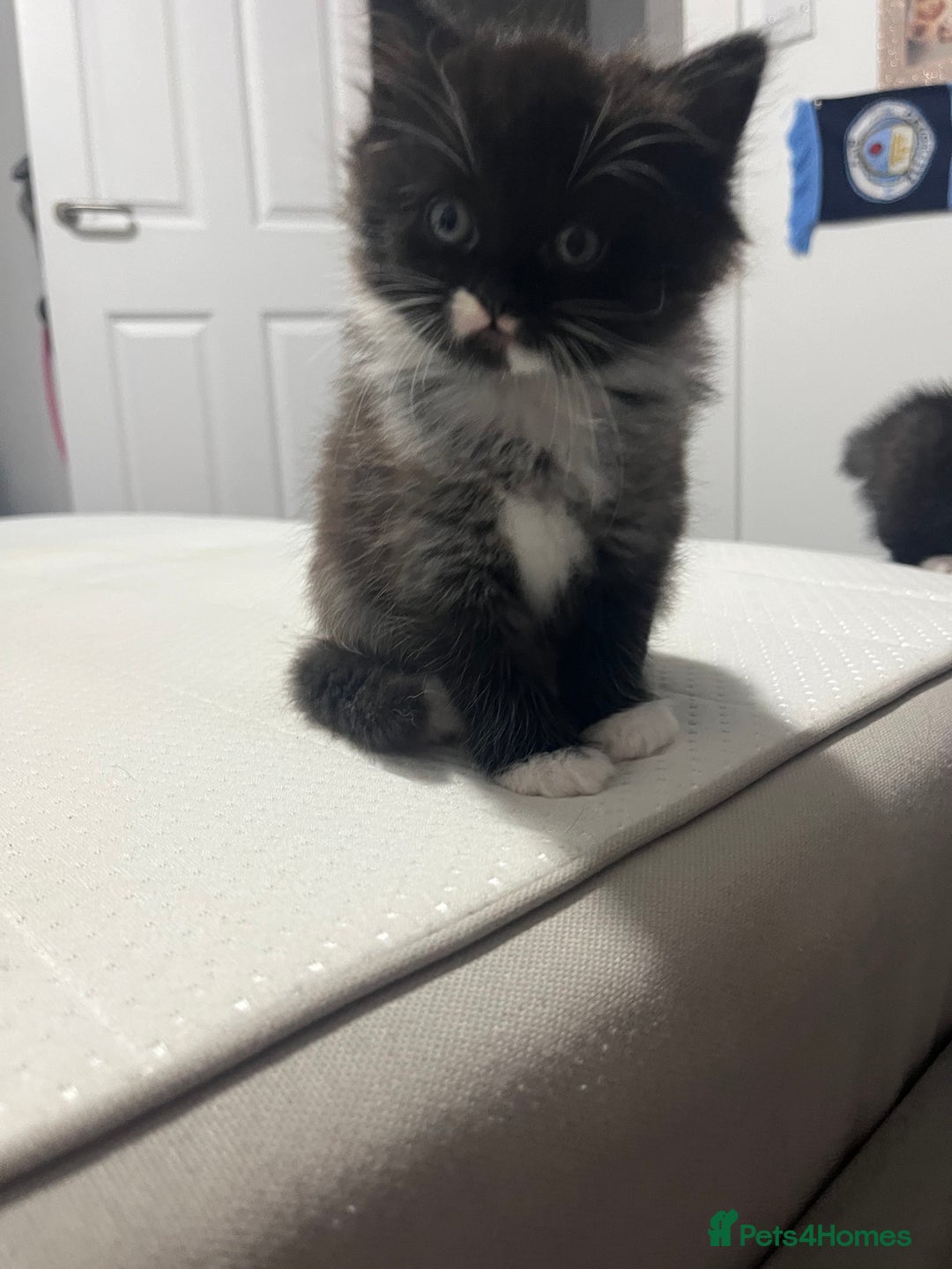 Ragdoll cats for sale: female Ragdoll Cross - Image 3