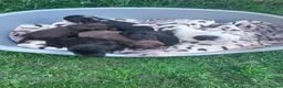 Cockapoo dogs for sale: Beautiful F2 Cockapoo Puppies For Sale 🐾  - Advert 3