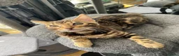 Bengal cats for sale: One Little Princesses - Advert 9