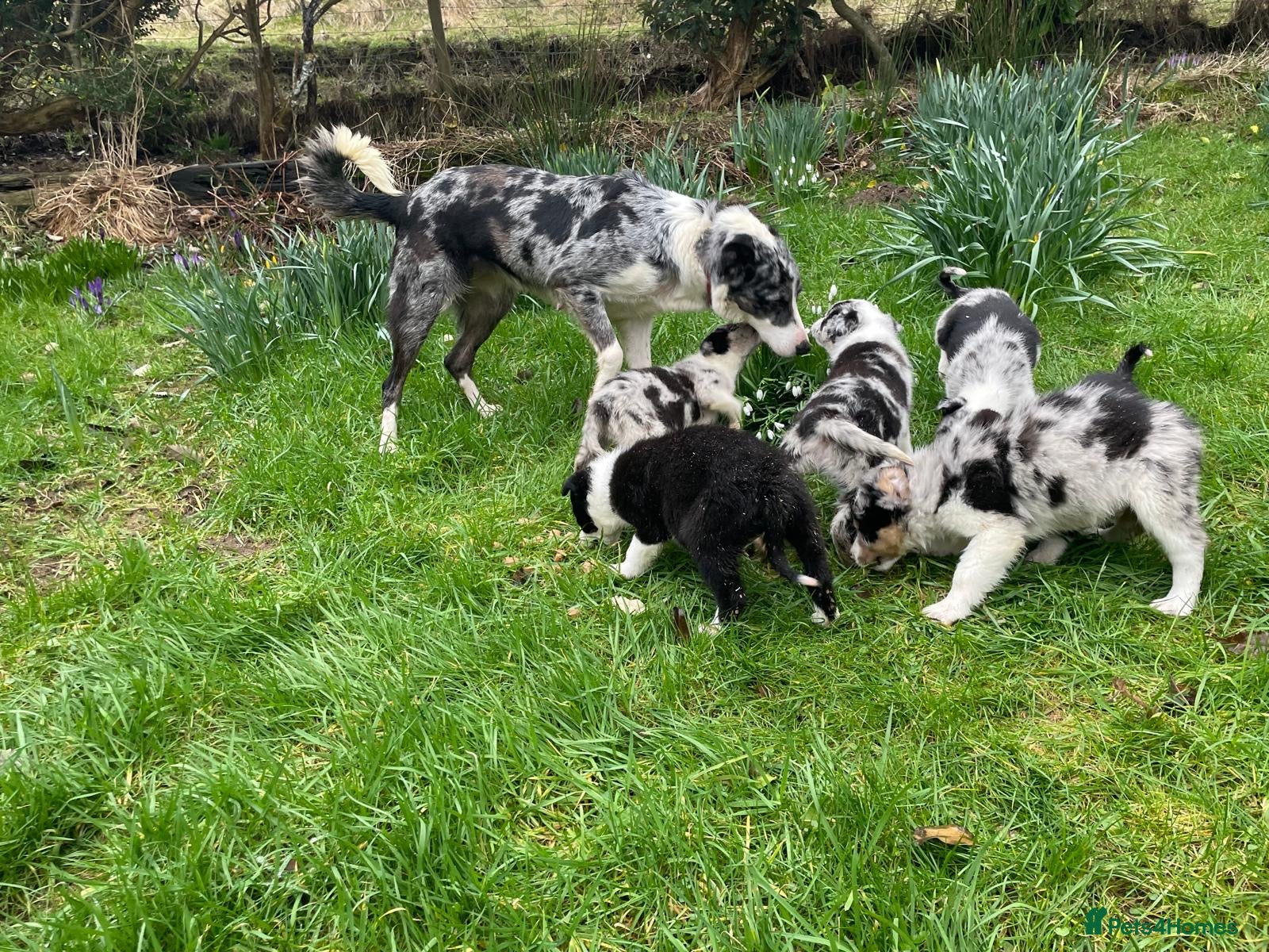 Border Collie dogs Sweet collie puppy’s  - Advert 1