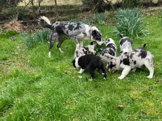 Border Collie dogs Sweet collie puppy’s - Advert 1