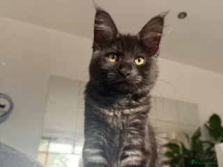 Maine Coon cats Affectionate & Playful Maine Coon X Kitten - Advert 3
