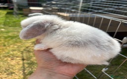 Mini Lop rabbits for sale: Mini lop rabbits  - Image 6