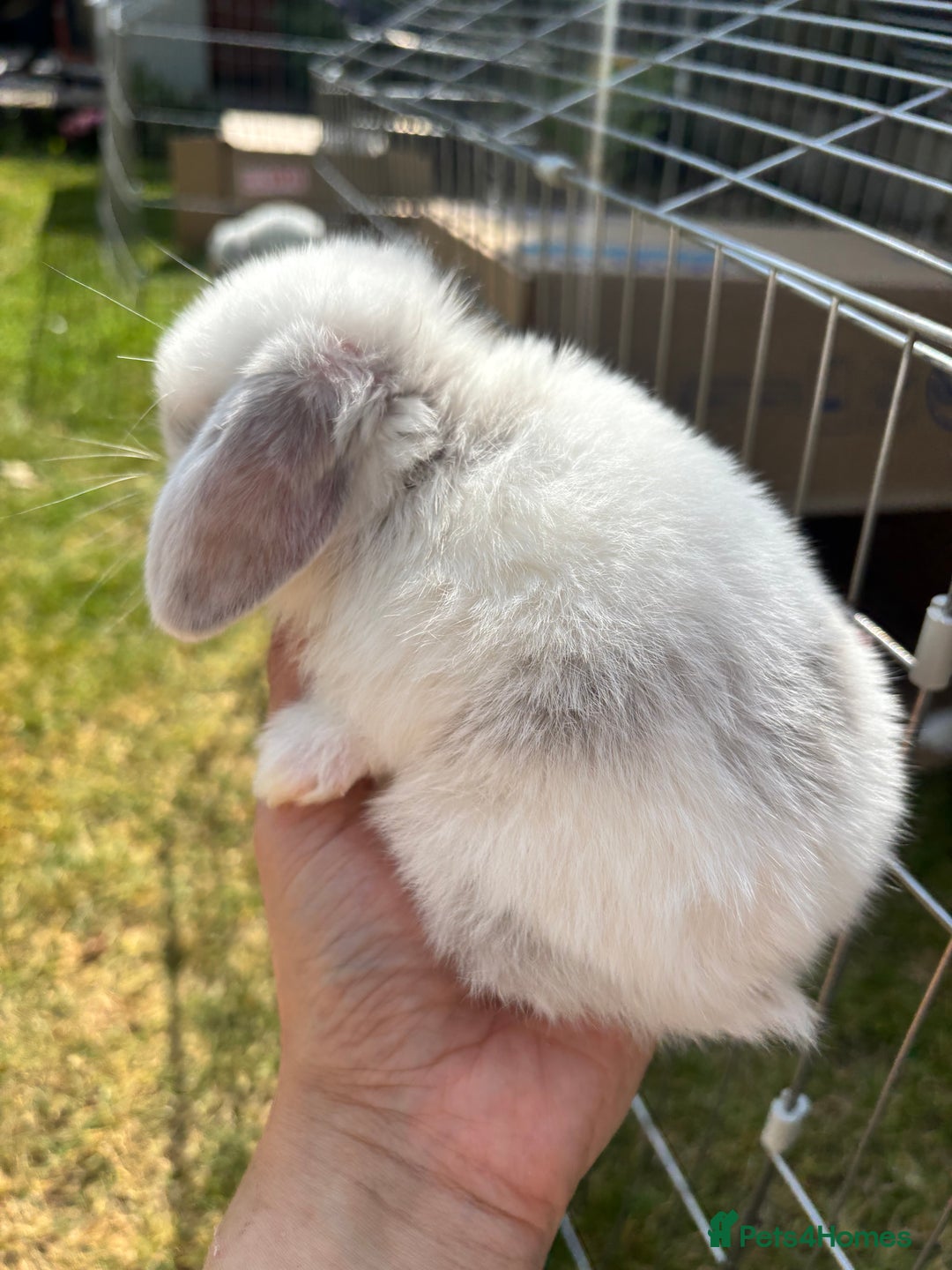 Mini Lop rabbits for sale: Mini lop rabbits  - Image 6