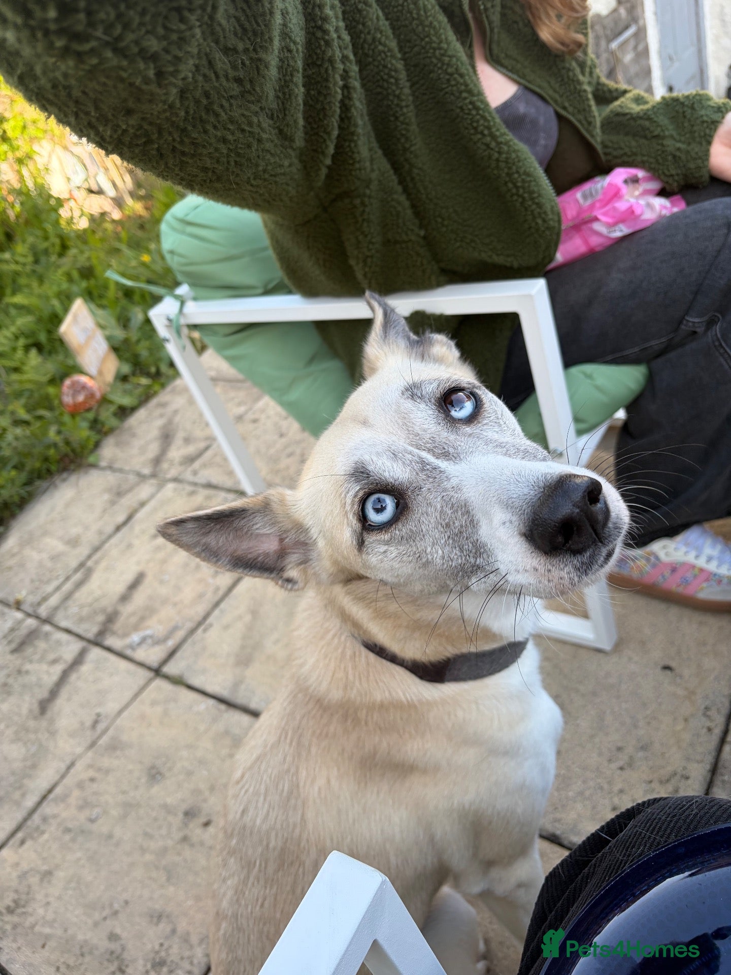 Mixed Breed dogs Stevie - Advert 1