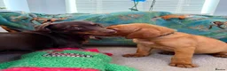 Labrador Retriever dogs for sale: Pedigree Puppies from a Family Home - Advert 21