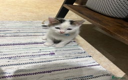 British Shorthair cats for sale: 3 beautiful boys and 1 girl - Image 2