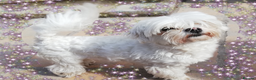 Maltese dogs for stud: Proven Maltese Stunning Stud - Advert 2