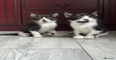 Mixed Breed cats - Advert 15