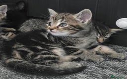 Mixed Breed cats for sale: Kittens  - Image 14