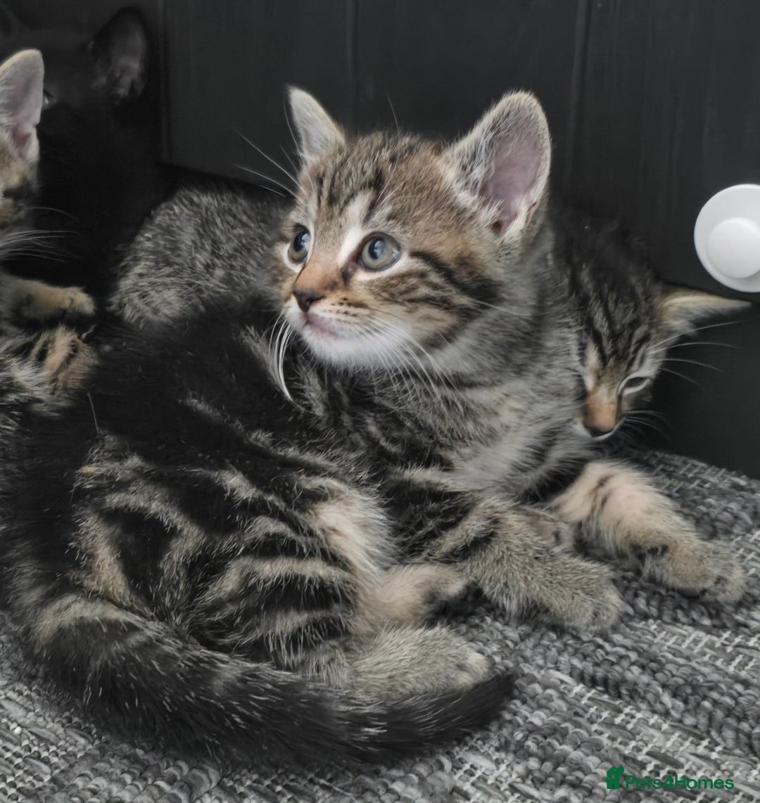 Mixed Breed cats for sale: Kittens  - Image 14